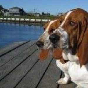 Meet your Posher, Bill